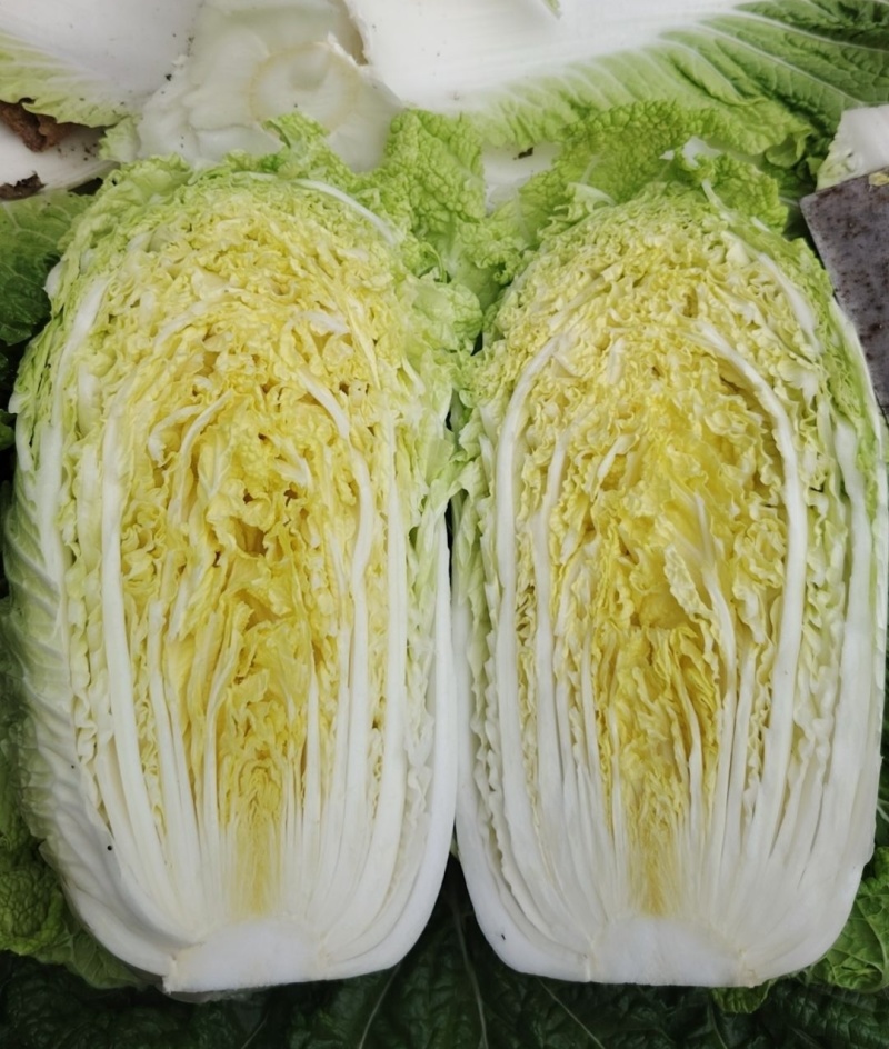 金玲黄黄心白菜种子口感好绿叶黄芯早熟高产商品性
