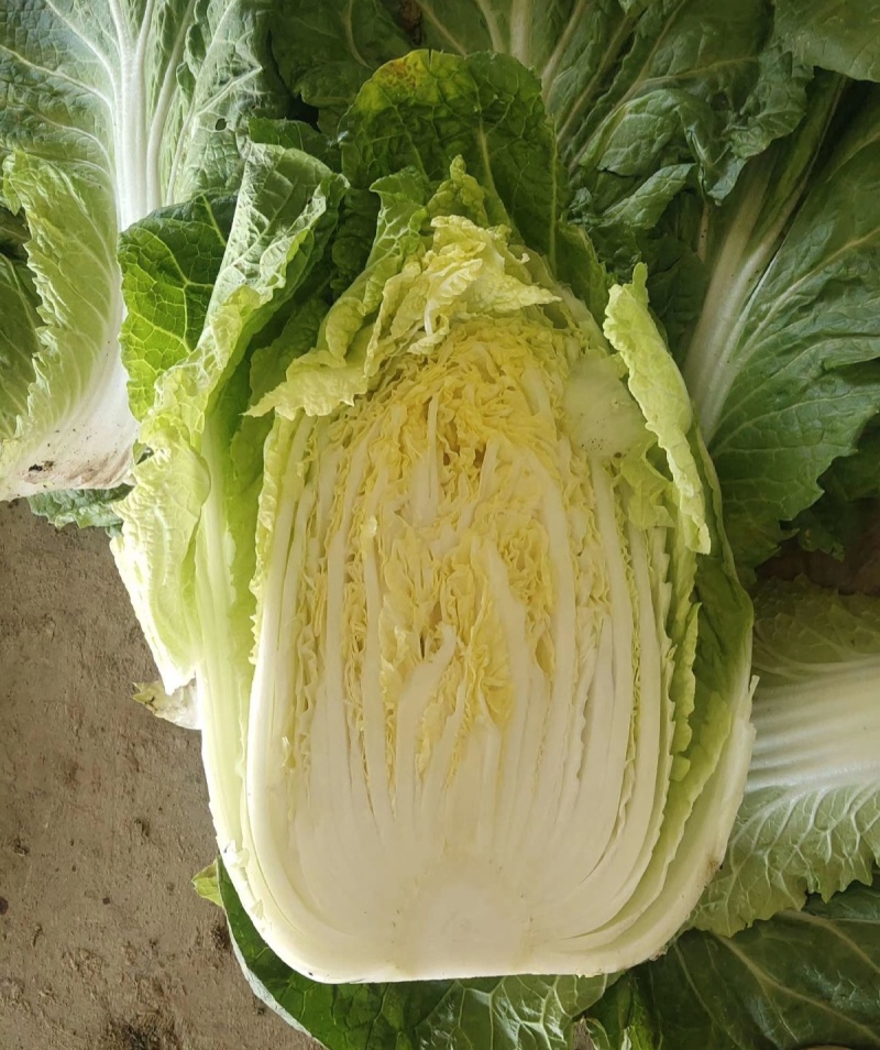 金玲黄黄心白菜种子口感好绿叶黄芯早熟高产商品性