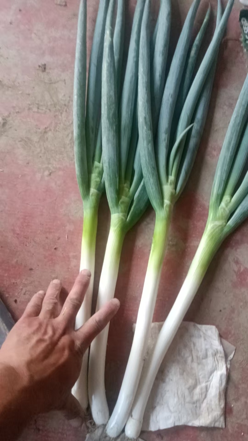 铁杆大葱