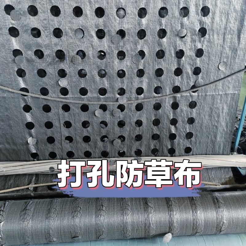 打孔防草布，除草布pe除草布，盖草布果园茶园防草布厂家供货