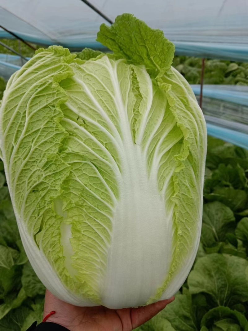 凯特秋冬杂交黄心大白菜种子秋季种黄心大白菜种子