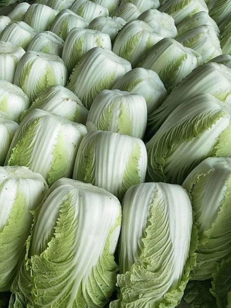 凯特秋冬杂交黄心大白菜种子秋季种黄心大白菜种子