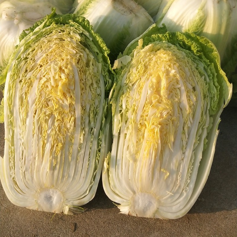凯特秋冬杂交黄心大白菜种子秋季种黄心大白菜种子