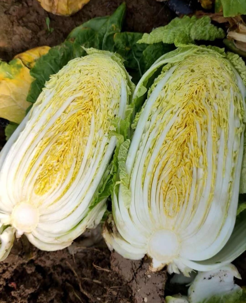凯特秋冬杂交黄心大白菜种子秋季种黄心大白菜种子