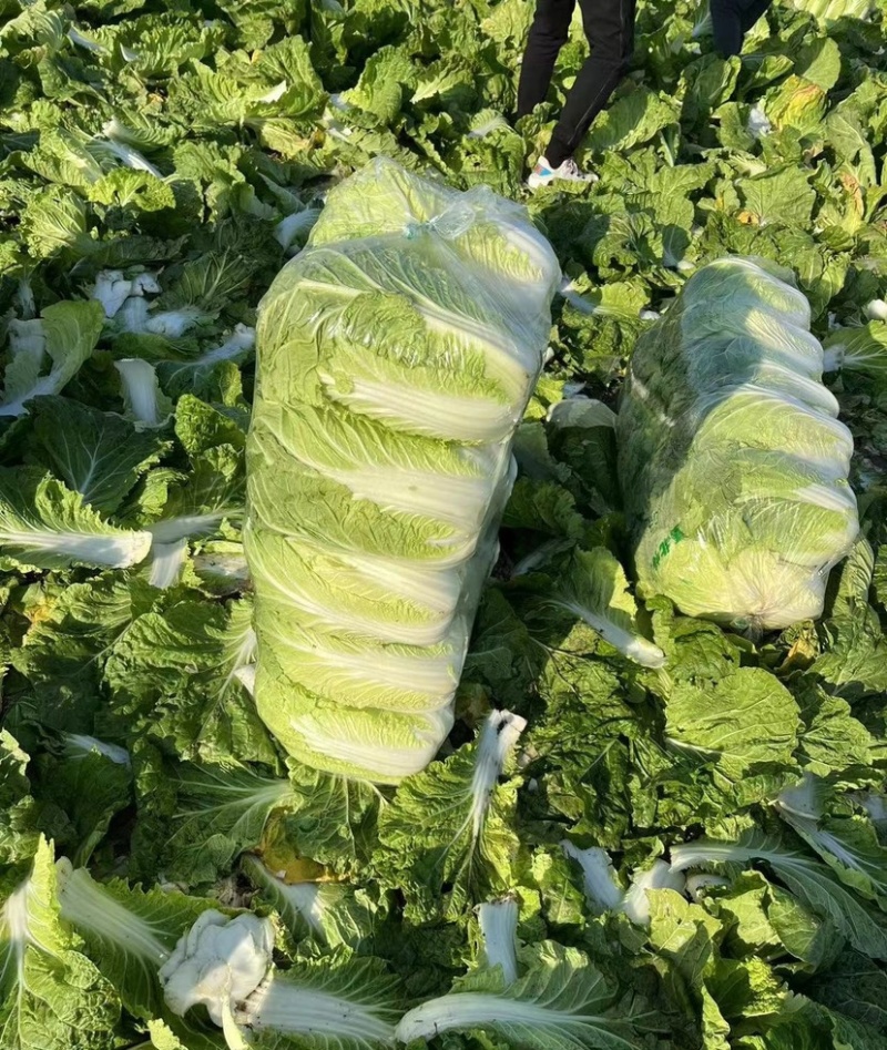 凯特秋冬杂交黄心大白菜种子秋季种黄心大白菜种子