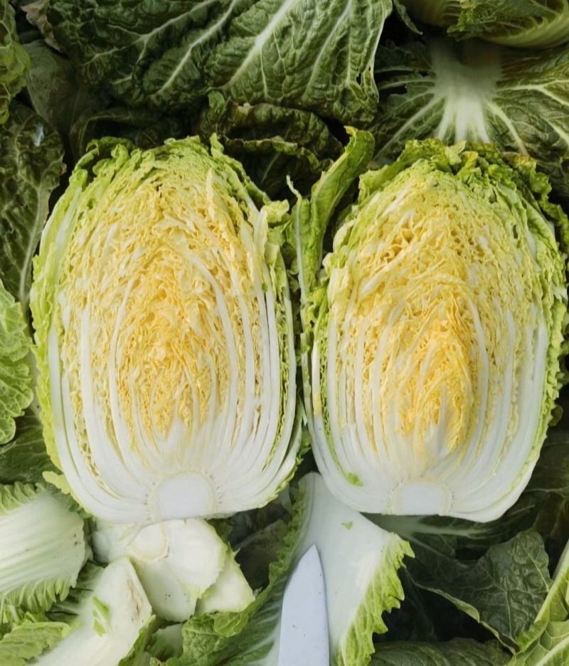 凯特秋冬杂交黄心大白菜种子秋季种黄心大白菜种子