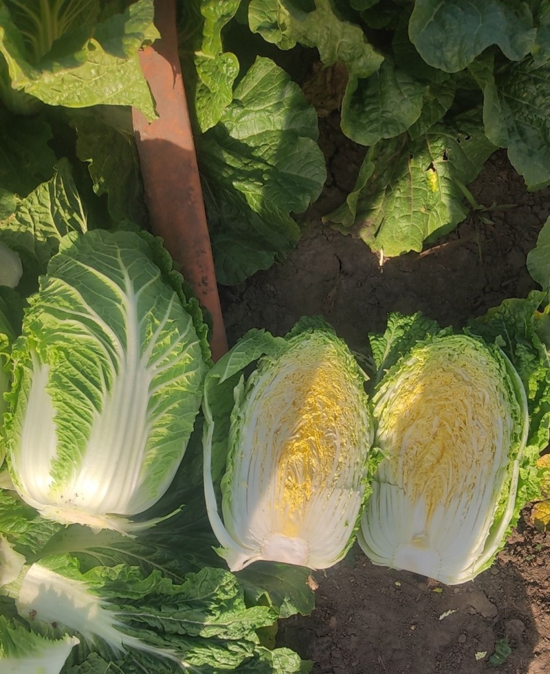 凯特秋冬杂交黄心大白菜种子秋季种黄心大白菜种子