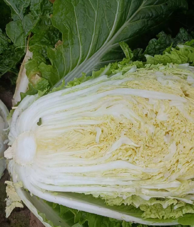 凯特秋冬杂交黄心大白菜种子秋季种黄心大白菜种子