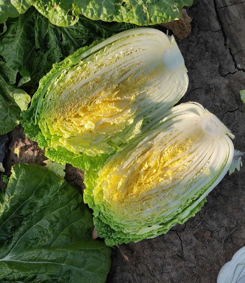凯特秋冬杂交黄心大白菜种子秋季种黄心大白菜种子