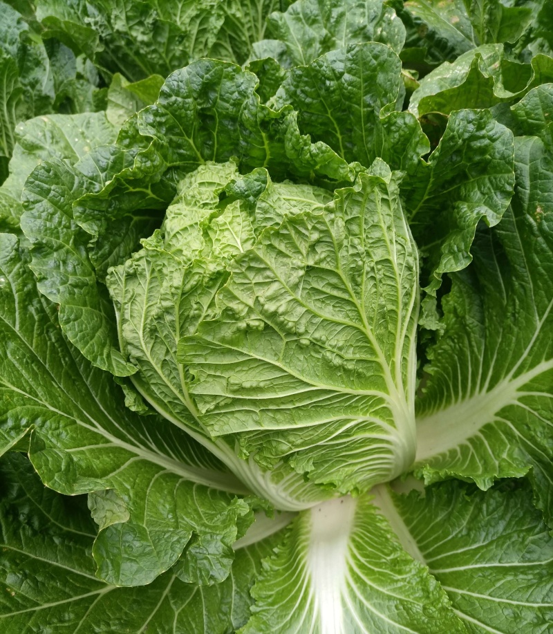 凯特秋冬杂交黄心大白菜种子秋季种黄心大白菜种子