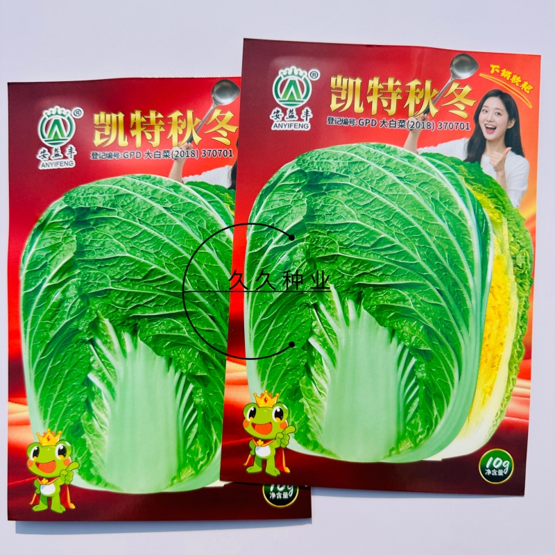 凯特秋冬杂交黄心大白菜种子秋季种黄心大白菜种子