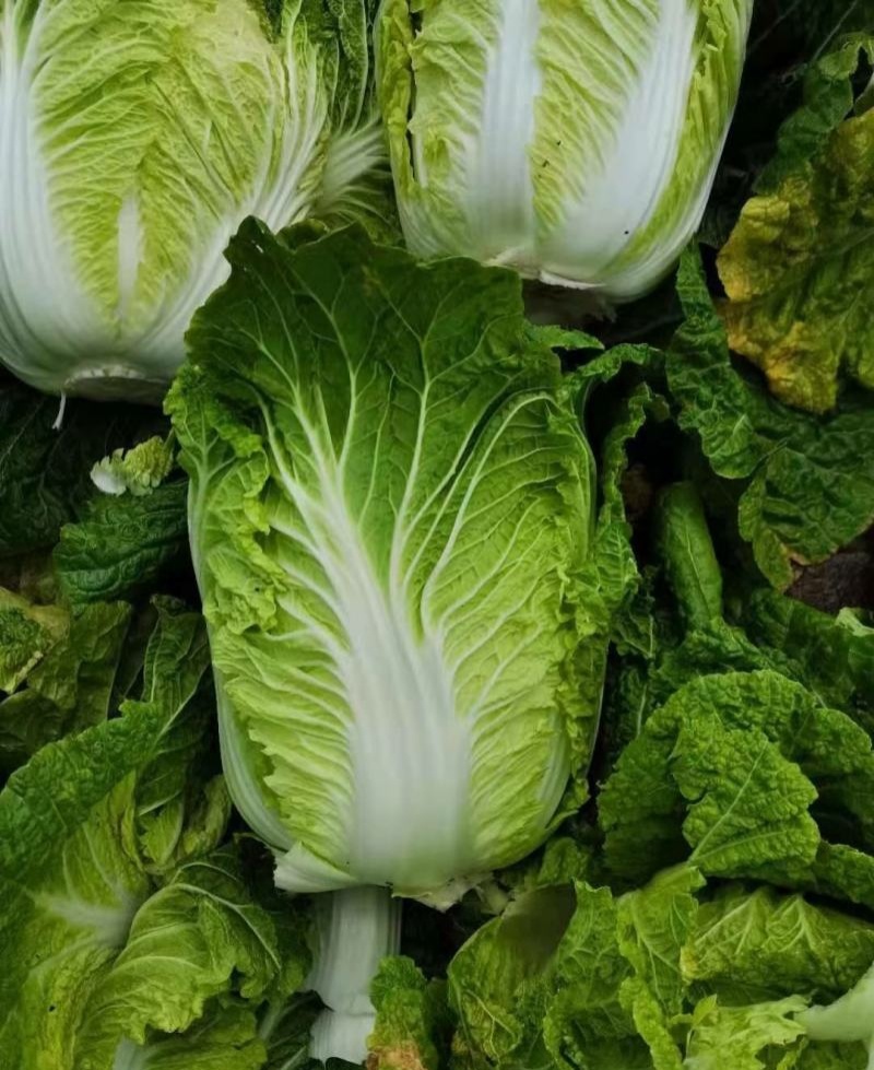 金禾阳春杂交黄心大白菜种子秋季种黄心大白菜种子