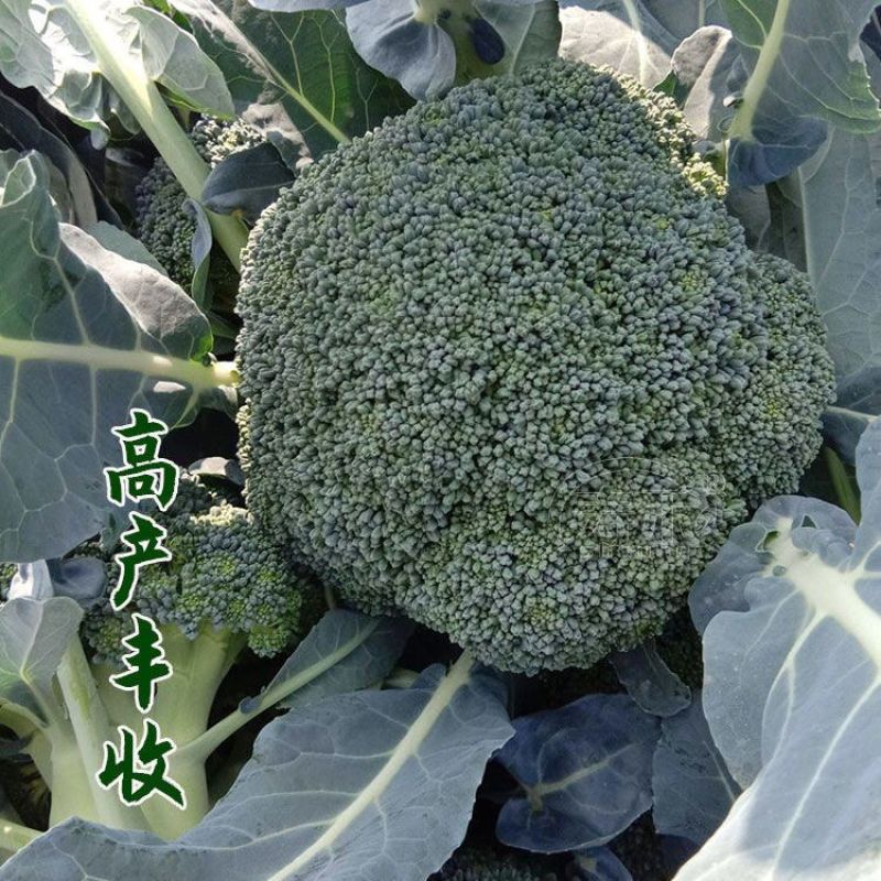 绿洲西兰花种子中熟花椰菜种高产抗病耐寒有机青花菜种子