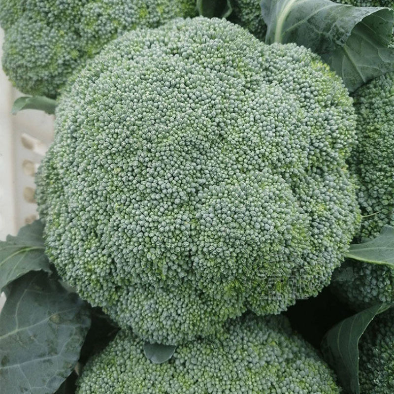 绿洲西兰花种子中熟花椰菜种高产抗病耐寒有机青花菜种子