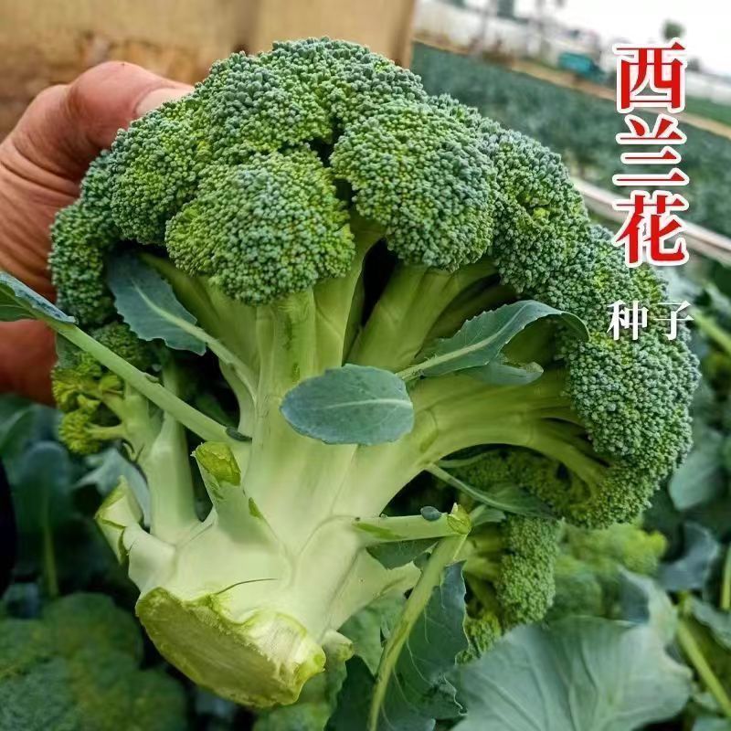 绿洲西兰花种子中熟花椰菜种高产抗病耐寒有机青花菜种子