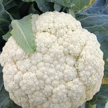 香雪青梗花椰菜种子农家菜园春秋季丰产白花菜种籽蔬菜