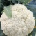 香雪青梗花椰菜种子农家菜园春秋季丰产白花菜种籽蔬菜