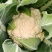 香雪青梗花椰菜种子农家菜园春秋季丰产白花菜种籽蔬菜