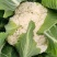 香雪青梗花椰菜种子农家菜园春秋季丰产白花菜种籽蔬菜