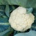 香雪青梗花椰菜种子农家菜园春秋季丰产白花菜种籽蔬菜