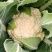 香雪青梗花椰菜种子农家菜园春秋季丰产白花菜种籽蔬菜
