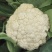 香雪青梗花椰菜种子农家菜园春秋季丰产白花菜种籽蔬菜