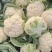 香雪青梗花椰菜种子农家菜园春秋季丰产白花菜种籽蔬菜
