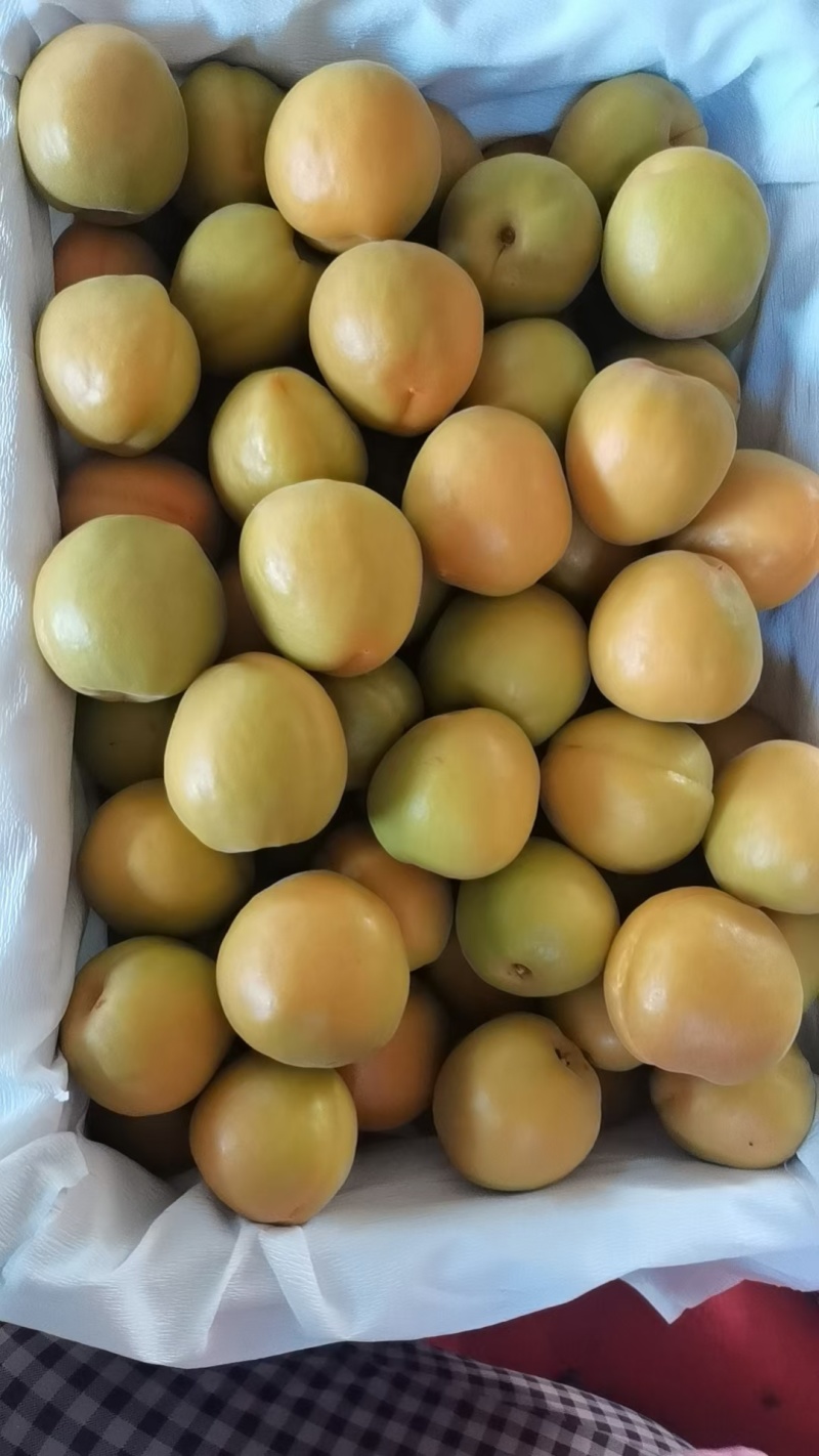 黄梅杏金皇后杏梅大量现货供应欢迎采购考察洽谈订购
