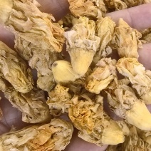 仙人掌花
