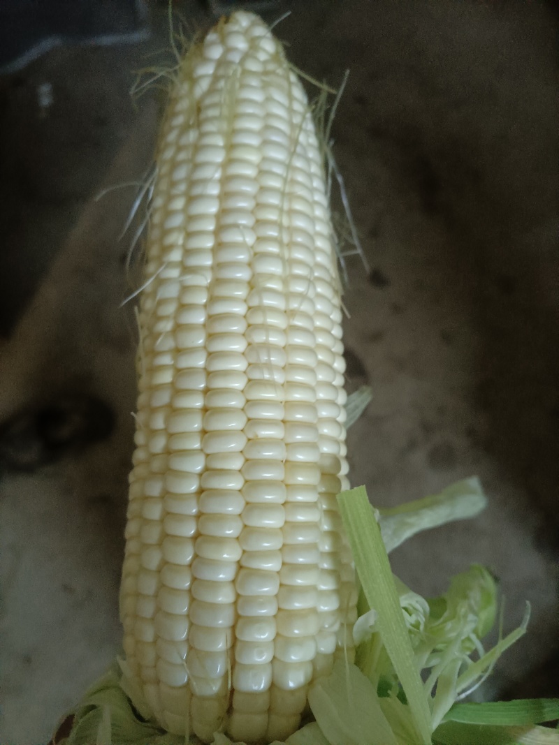 白糯玉米