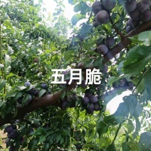 五月脆现已正式成熟，还大量有货，需要的老板速联系我哦！
