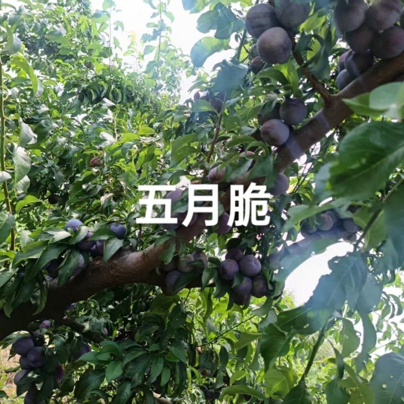 五月脆现已正式成熟，还大量有货，需要的老板速联系我哦！