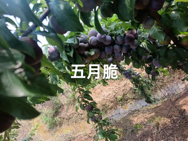 五月脆现已正式成熟，还大量有货，需要的老板速联系我哦！