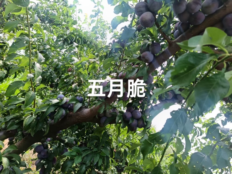 五月脆现已正式成熟，还大量有货，需要的老板速联系我哦！