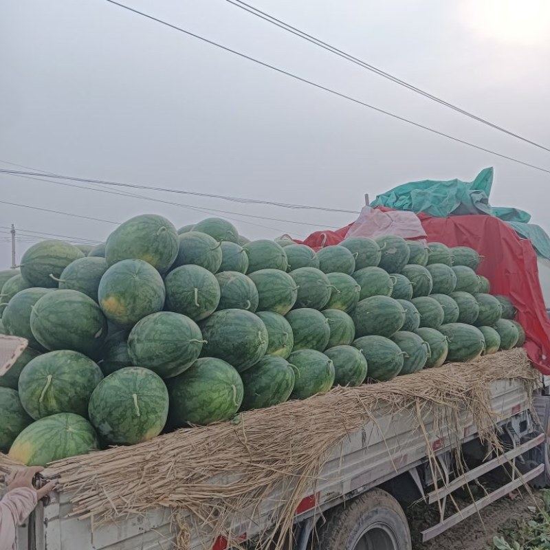批评优质西瓜