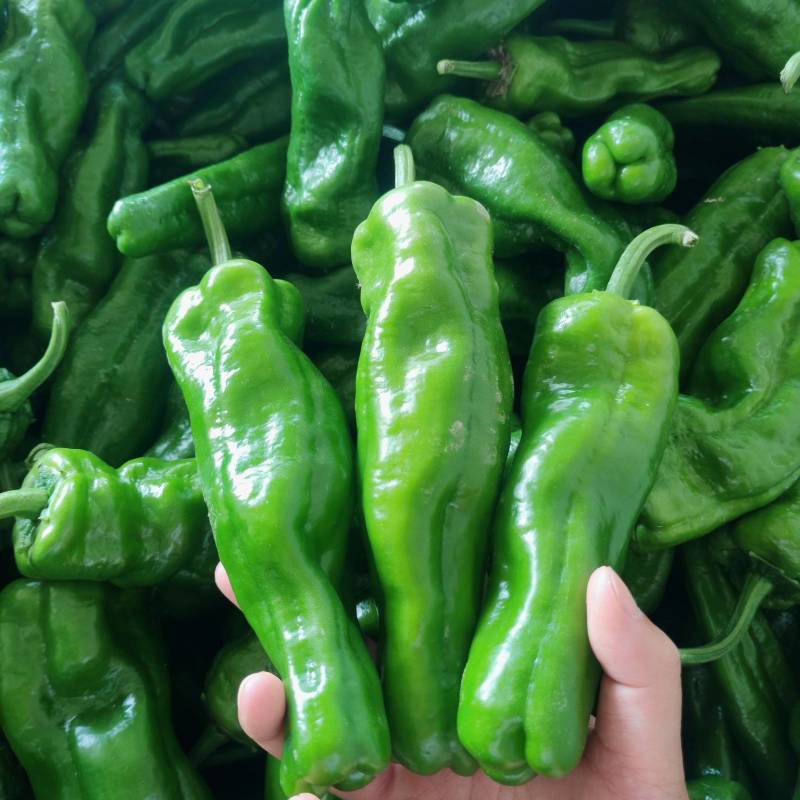 精品薄皮大青椒巨无霸大量上市中欢迎采购