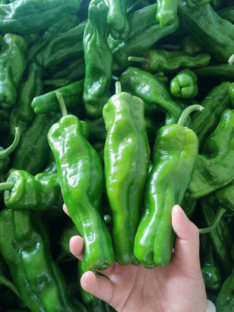 精品薄皮大青椒巨无霸大量上市中欢迎采购