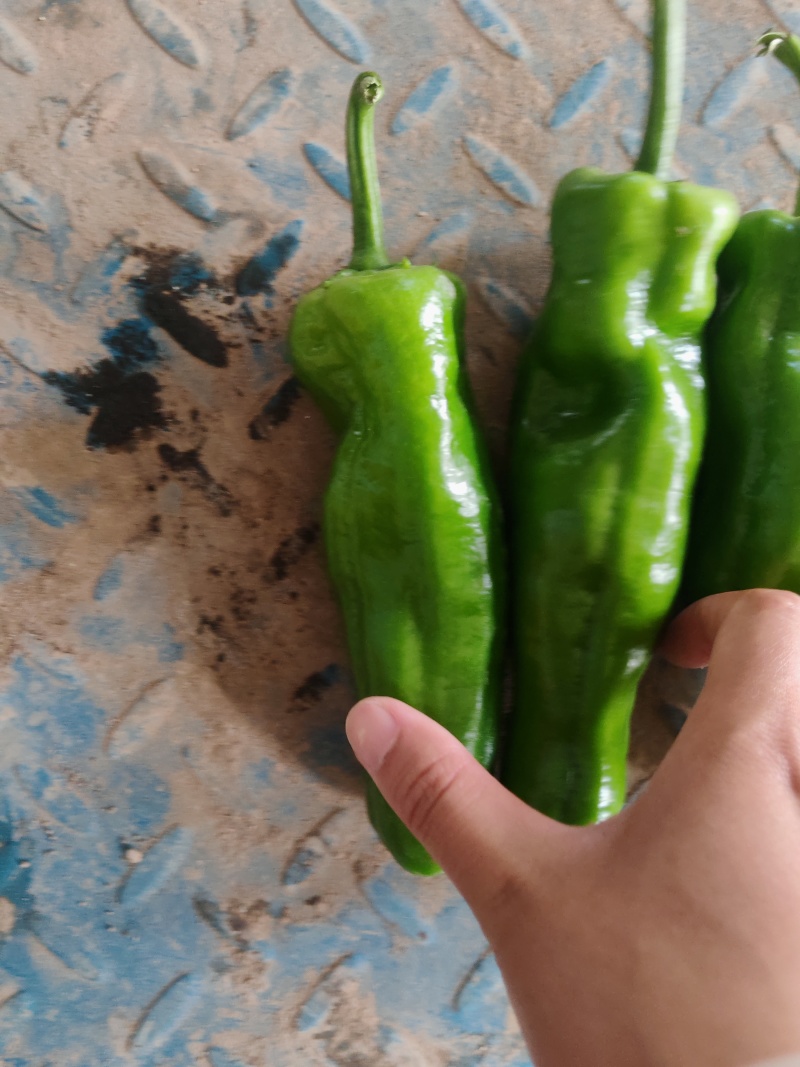 精品薄皮大青椒巨无霸大量上市中欢迎采购