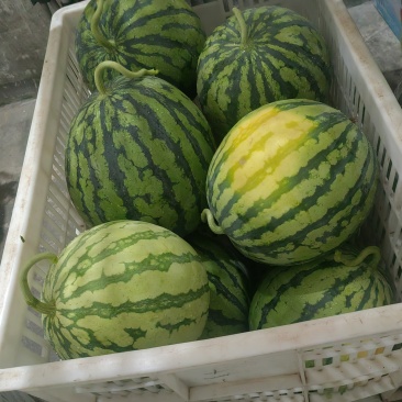 8424/美都精品西瓜