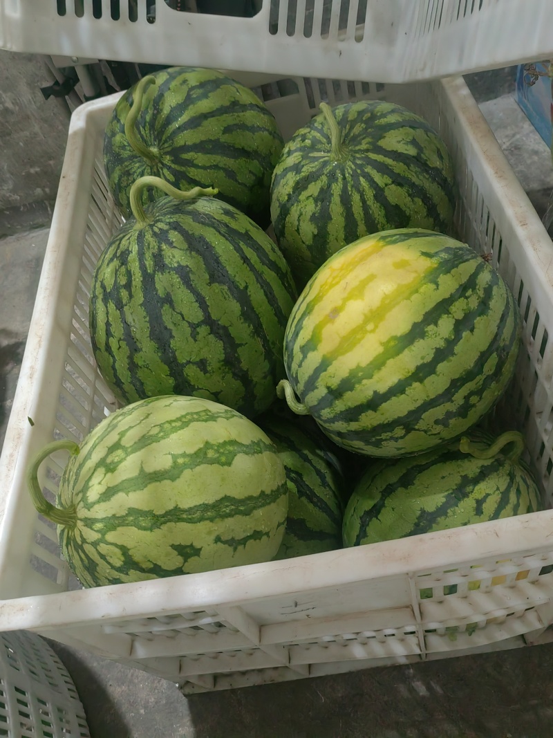 8424/美都精品西瓜