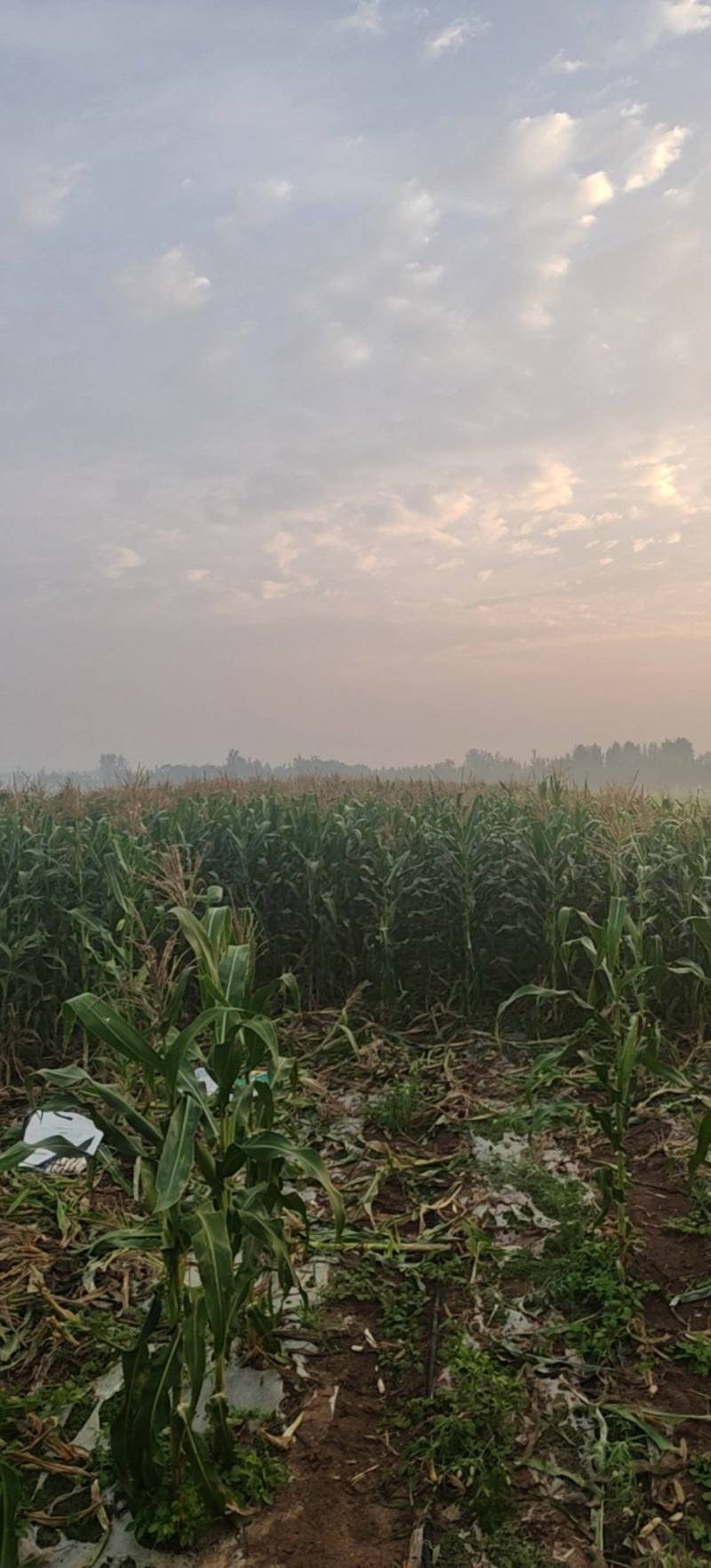 彩甜糯玉米