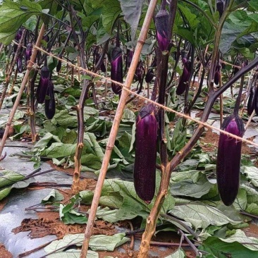 烧烤茄