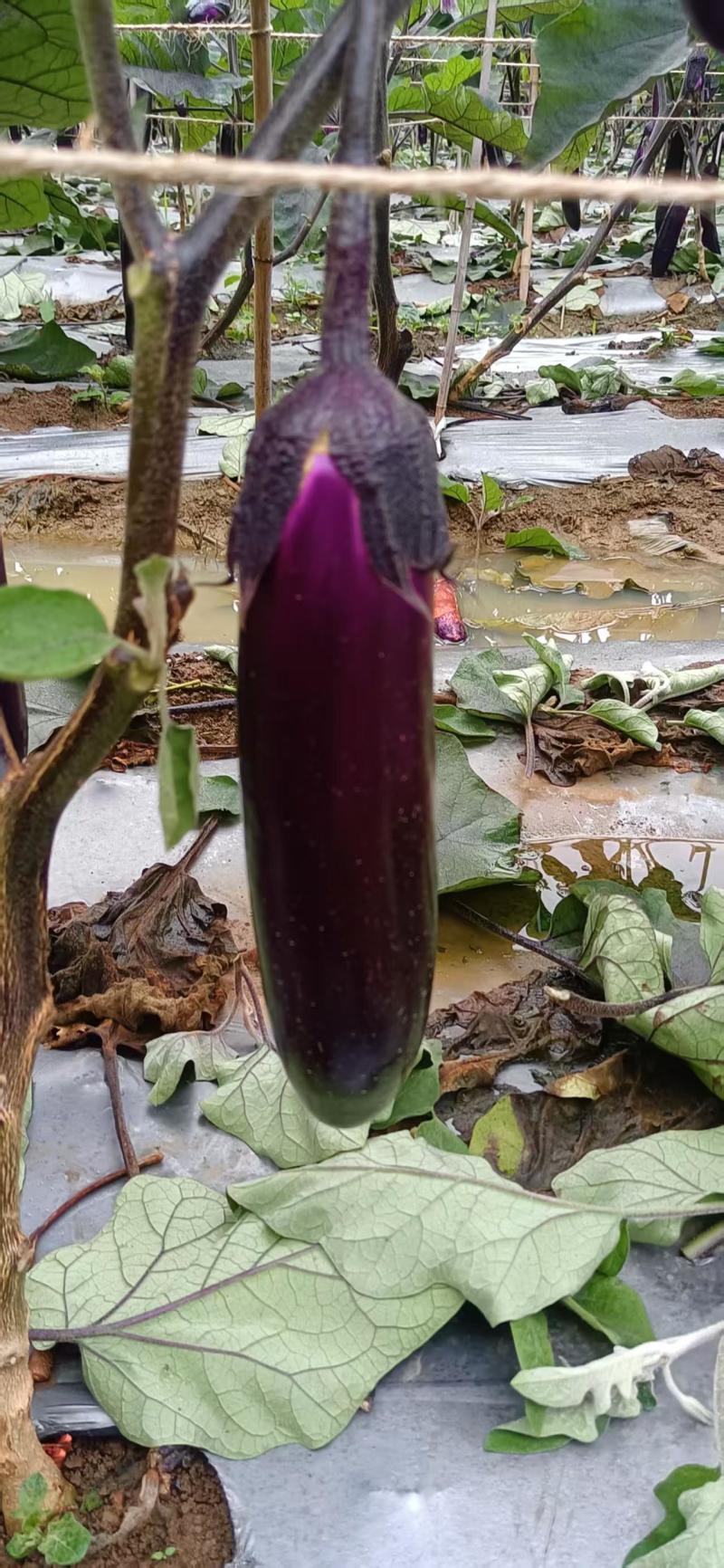 烧烤茄