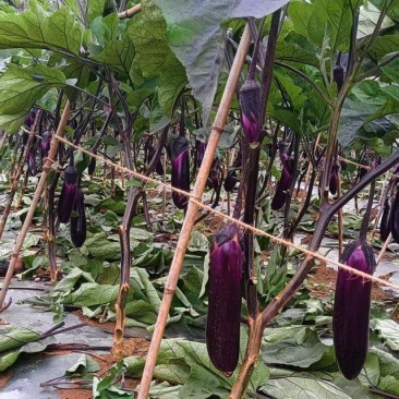 贵州烧烤茄