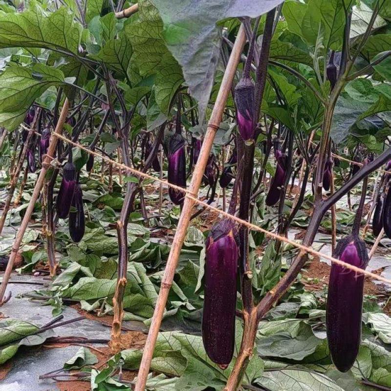 贵州烧烤茄