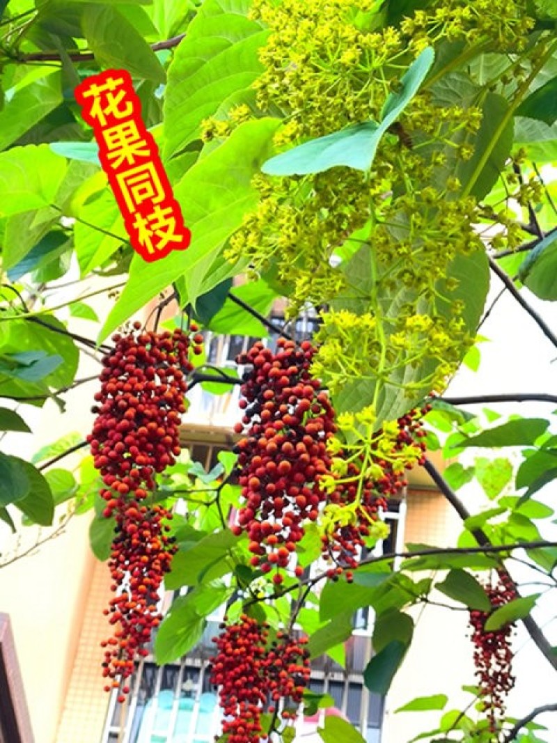 山桐子树苗杯苗