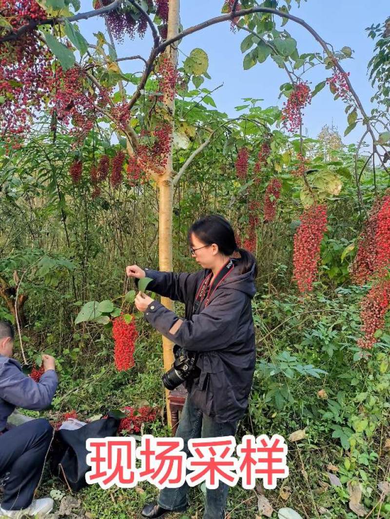山桐子树苗杯苗