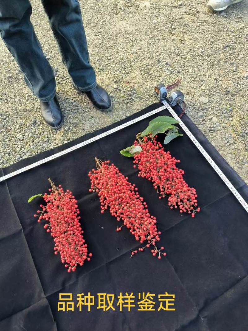 山桐子树苗杯苗