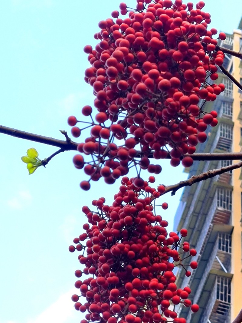 山桐子树苗杯苗
