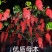 山桐子树苗杯苗